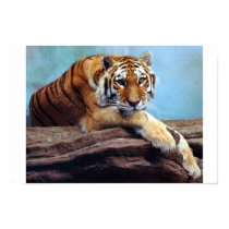 Tiger posters by headgeek Tiger posters