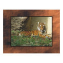 Tiger posters by rockyj Tiger posters