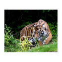 Tiger posters