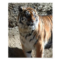 Tiger posters by MaryGrayce Tiger posters