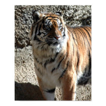 Tiger posters by MaryGrayce Tiger posters