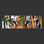 tiger posters