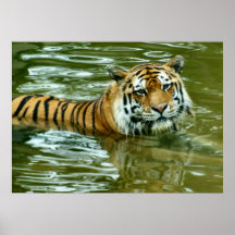 Tiger Print