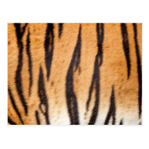 Tiger Print Postcard