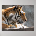 Tiger  Print