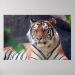 Tiger  Print