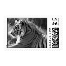 Tiger Profile Black and White Stamps