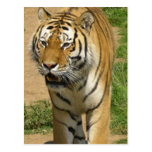 Tiger Prowl Postcards