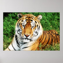 Tiger Relaxing Posters