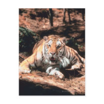 Tiger resting post card