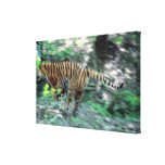indian, nature, wildlife, horizontal, blurred...