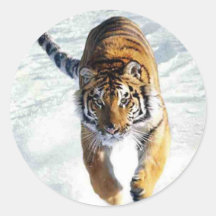 Tiger running in snow stickers