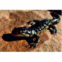 Tiger salamander photo sculptures by animalpark Tiger salamander photo sculptures