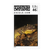 Tiger Salamander Stamp