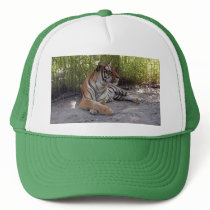 tiger-sermonti-001 hat