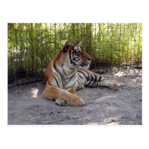 tiger-sermonti-001 post card