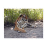 tiger-sermonti-001 post card