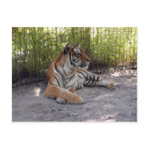 tiger-sermonti-001 post card