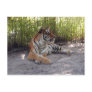 tiger-sermonti-001 post card