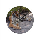 tiger-sermonti-003