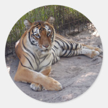 tiger-sermonti-003 sticker