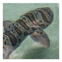 Tiger Shark Invitations