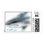Tiger Shark Postage