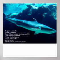 Tiger Shark, scientifc name Print