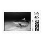 Tiger Shark, Tiger Beach, Bahamas postage