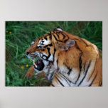 Tiger showing its fangs poster