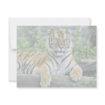 Tiger, Siberian invitations by animalpark Tiger, Siberian invitations