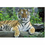 Tiger, Siberian