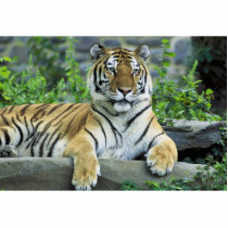 Tiger, Siberian photo sculptures