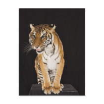 Tiger sitting on platform 2 post card