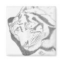 Tiger Sketch magnet by lizzymmmcf Tiger Sketch magnet