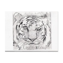 Tiger Sketch Postcard