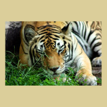 Tiger Sleeping in grass Canvas Print by TeeShirtsTShirts Tiger Sleeping in grass Canvas Print