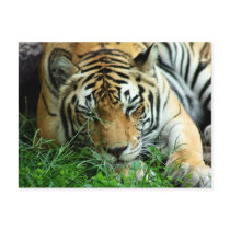 Tiger Sleeping in grass Postcard