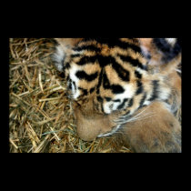 Tiger sleeping posters
