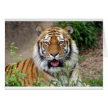 Tiger Smile