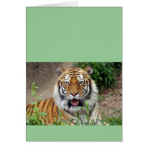Tiger Smile Greeting Cards