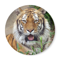 Tiger Smile Refrigerator Magnet