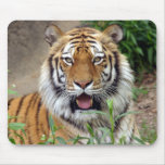 Tiger Smile