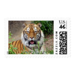 Tiger Smile