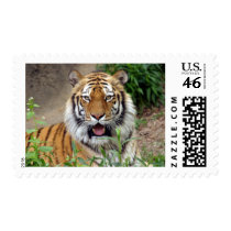 Tiger Smile Postage