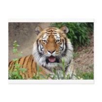 Tiger Smile Postcards