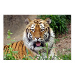 Tiger Smile