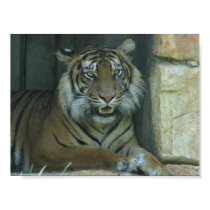 Tiger Smile posters by Gallipoli15 Tiger Smile posters