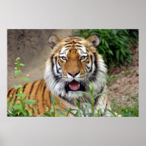 Tiger Smile Poster
