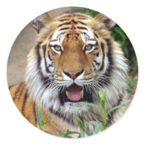 Tiger Smile Round Sticker